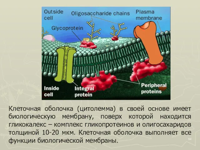 Клеточная оболочка (цитолемма) в своей основе имеет биологическую мембрану, поверх