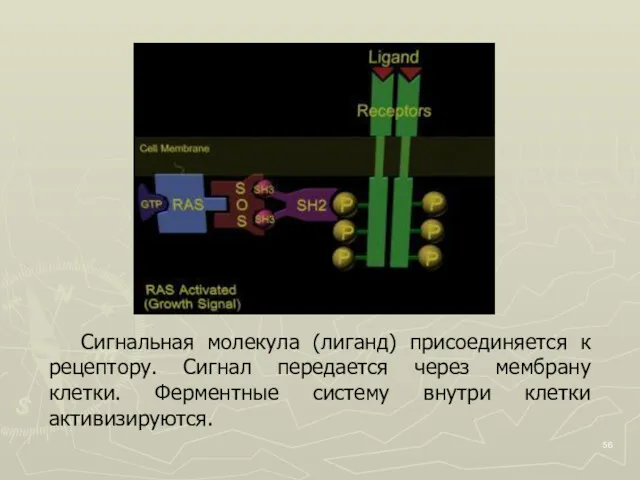 Сигнальная молекула (лиганд) присоединяется к рецептору. Сигнал передается через мембрану клетки. Ферментные систему внутри клетки активизируются.