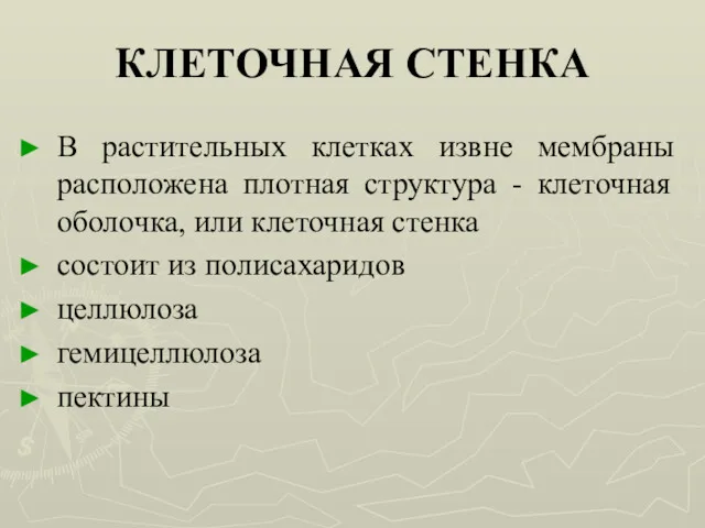 КЛЕТОЧНАЯ СТЕНКА В растительных клетках извне мембраны расположена плотная структура