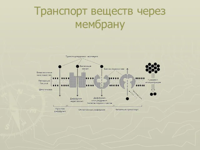 Транспорт веществ через мембрану