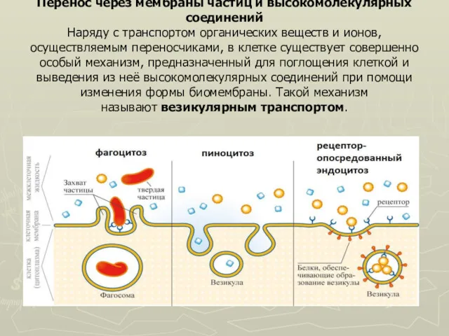 Перенос через мембраны частиц и высокомолекулярных соединений Наряду с транспортом