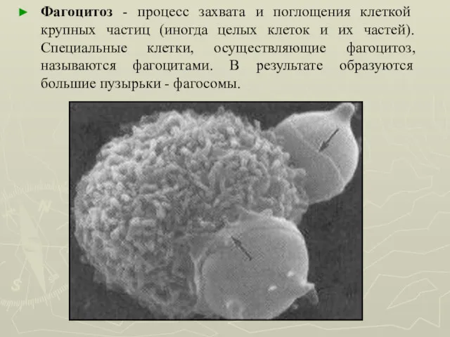 Фагоцитоз - процесс захвата и поглощения клеткой крупных частиц (иногда