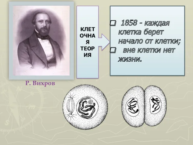 Р. Вихров КЛЕТОЧНАЯ ТЕОРИЯ 1858 - каждая клетка берет начало от клетки; вне клетки нет жизни.