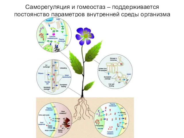 Саморегуляция и гомеостаз – поддерживается постоянство параметров внутренней среды организма