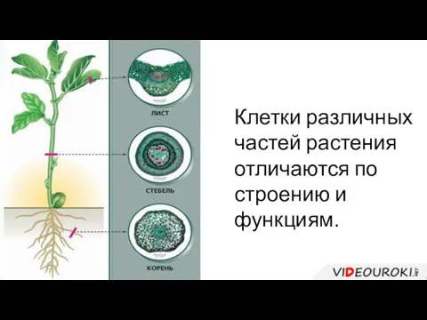 Клетки различных частей растения отличаются по строению и функциям.