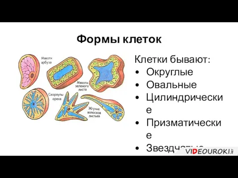 Формы клеток Клетки бывают: Округлые Овальные Цилиндрические Призматические Звездчатые