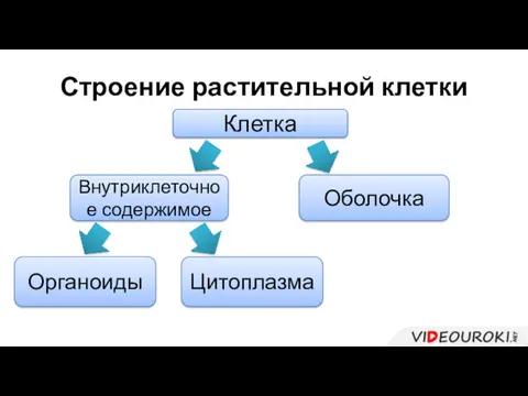 Строение растительной клетки Клетка Оболочка Внутриклеточное содержимое Органоиды Цитоплазма