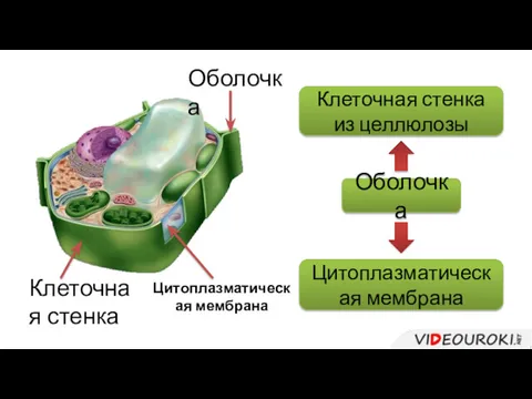 Оболочка Клеточная стенка из целлюлозы Цитоплазматическая мембрана Оболочка Клеточная стенка Цитоплазматическая мембрана