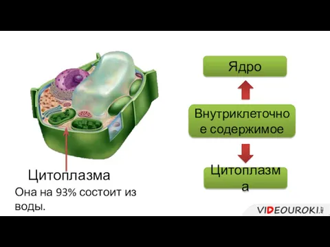 Внутриклеточное содержимое Цитоплазма Ядро Цитоплазма Она на 93% состоит из воды.