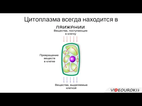 Цитоплазма всегда находится в движении.