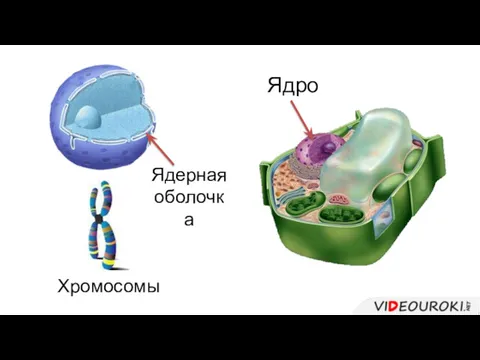 Хромосомы Ядро Ядерная оболочка