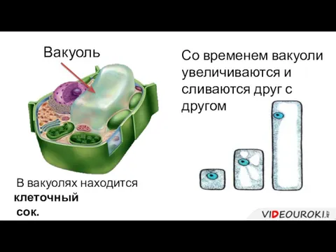 Вакуоль Со временем вакуоли увеличиваются и сливаются друг с другом В вакуолях находится клеточный сок.