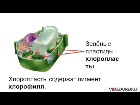 Зелёные пластиды - хлоропласты Хлоропласты содержат пигмент хлорофилл.