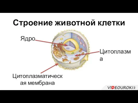 Строение животной клетки Ядро Цитоплазма Цитоплазматическая мембрана