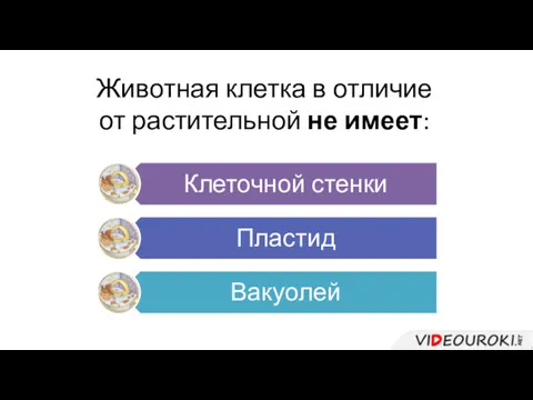 Животная клетка в отличие от растительной не имеет: