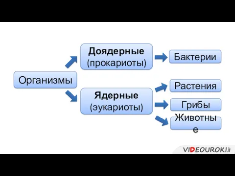 Организмы Доядерные (прокариоты) Ядерные (эукариоты) Бактерии Растения Грибы Животные