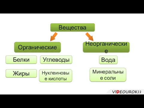 Вещества Неорганические Вода Минеральные соли Органические Жиры Белки Углеводы Нуклеиновые кислоты