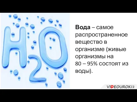 Вода – самое распространенное вещество в организме (живые организмы на 80 – 95% состоят из воды).