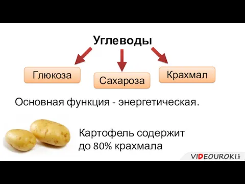 Углеводы Основная функция - энергетическая. Глюкоза Сахароза Крахмал Картофель содержит до 80% крахмала