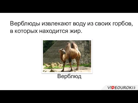 Верблюд Верблюды извлекают воду из своих горбов, в которых находится жир.