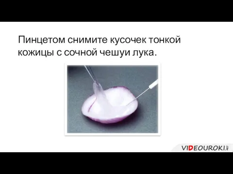 Пинцетом снимите кусочек тонкой кожицы с сочной чешуи лука.