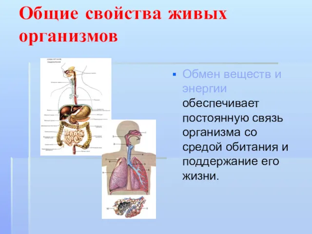 Общие свойства живых организмов Обмен веществ и энергии обеспечивает постоянную