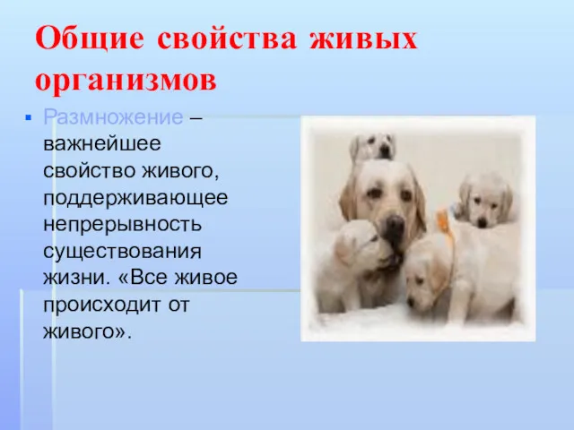 Общие свойства живых организмов Размножение – важнейшее свойство живого, поддерживающее