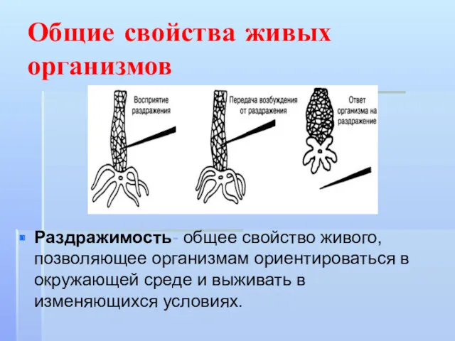 Общие свойства живых организмов Раздражимость- общее свойство живого, позволяющее организмам