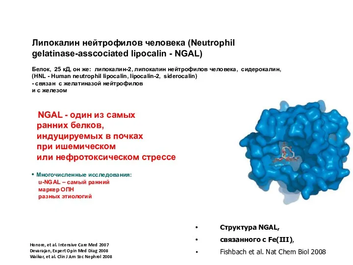 Липокалин нейтрофилов человека (Neutrophil gelatinase-asscociated lipocalin - NGAL) Белок, 25