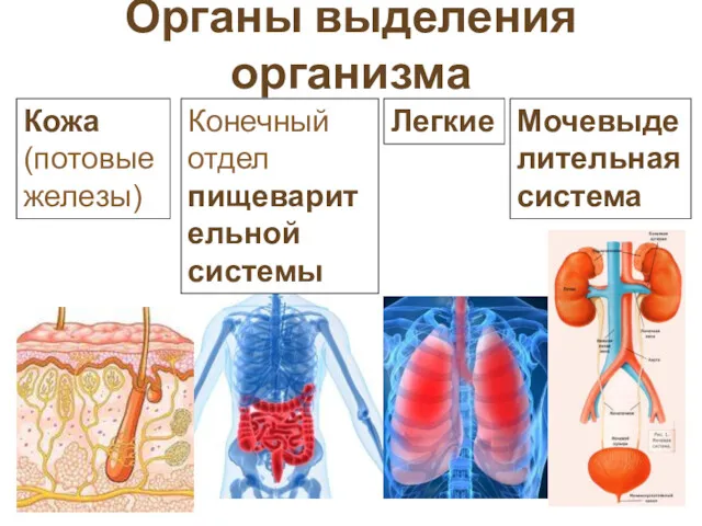 Органы выделения организма Конечный отдел пищеварительной системы Легкие Кожа (потовые железы) Мочевыделительная система