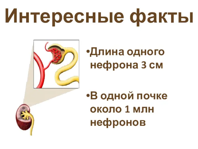 Интересные факты Длина одного нефрона 3 см В одной почке около 1 млн нефронов