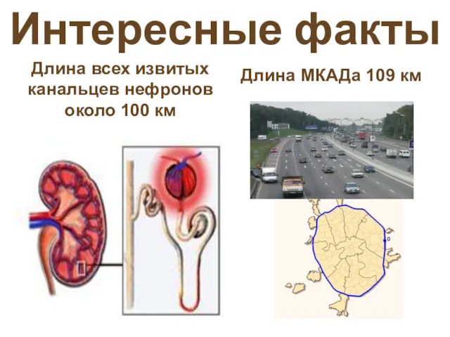 Интересные факты Длина всех извитых канальцев нефронов около 100 км Длина МКАДа 109 км