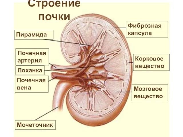 Строение почки Лоханка Пирамида Почечная артерия Почечная вена Мочеточник Фиброзная капсула Корковое вещество Мозговое вещество