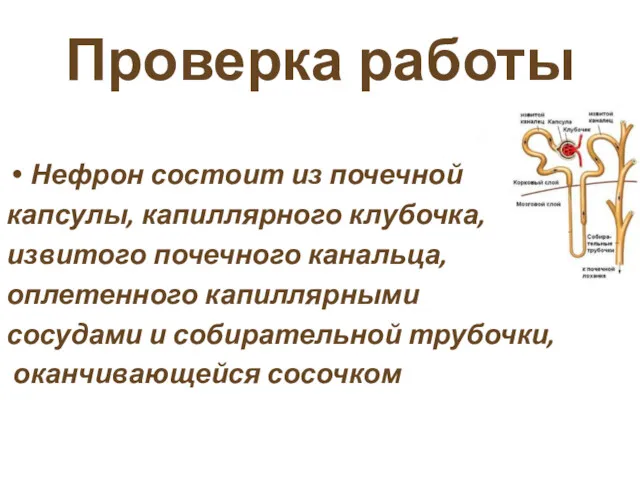 Проверка работы Нефрон состоит из почечной капсулы, капиллярного клубочка, извитого