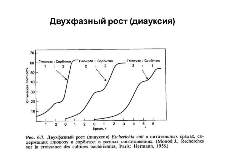 Двухфазный рост (диауксия)