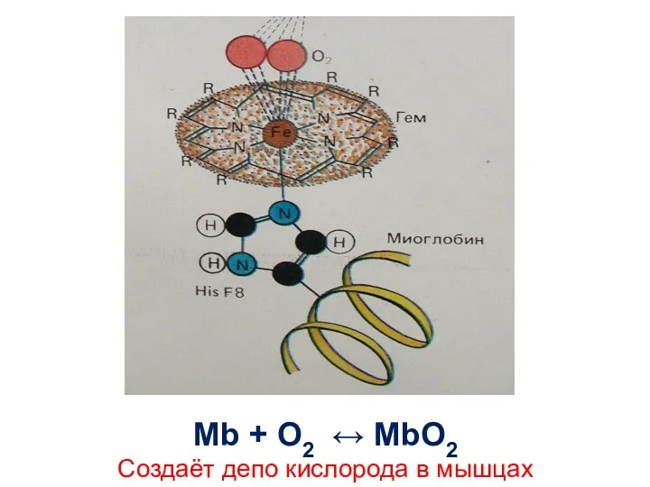 Mb + O2 ↔ MbO2 Создаёт депо кислорода в мышцах