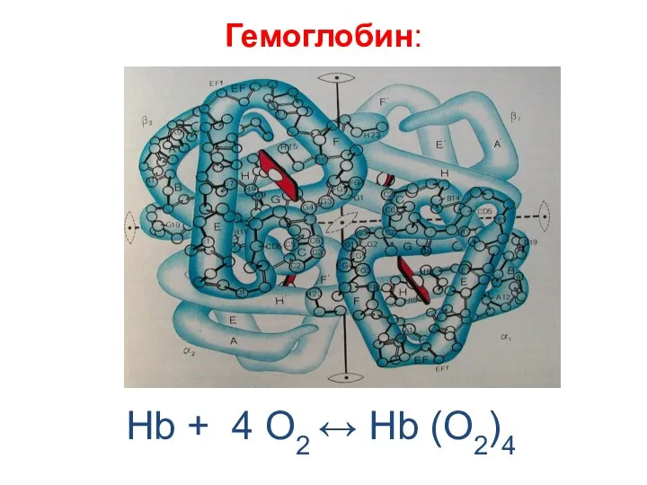 Гемоглобин: Hb + 4 O2 ↔ Hb (O2)4