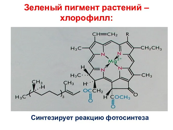 Зеленый пигмент растений –хлорофилл: Синтезирует реакцию фотосинтеза