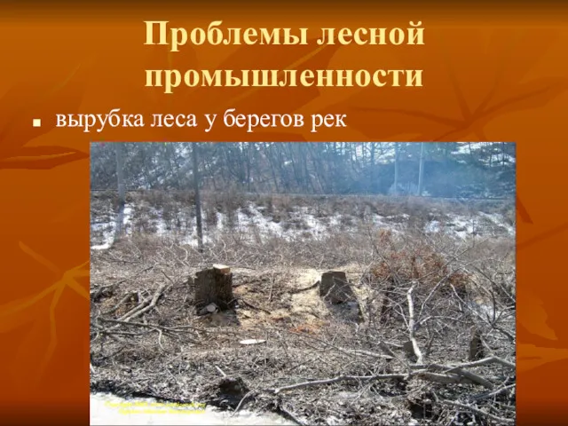 Проблемы лесной промышленности вырубка леса у берегов рек