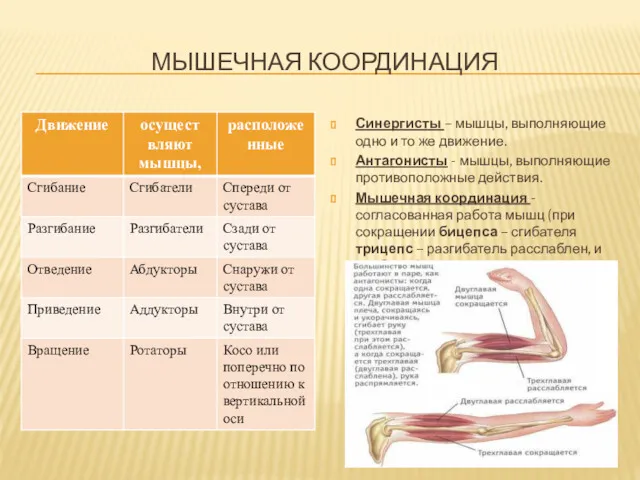 МЫШЕЧНАЯ КООРДИНАЦИЯ Синергисты – мышцы, выполняющие одно и то же