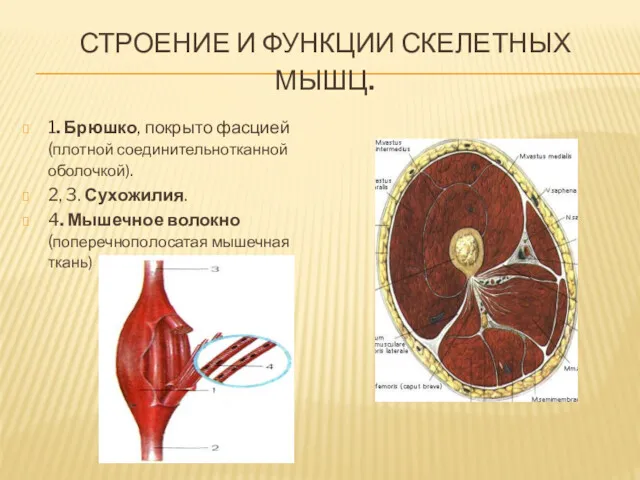 СТРОЕНИЕ И ФУНКЦИИ СКЕЛЕТНЫХ МЫШЦ. 1. Брюшко, покрыто фасцией (плотной