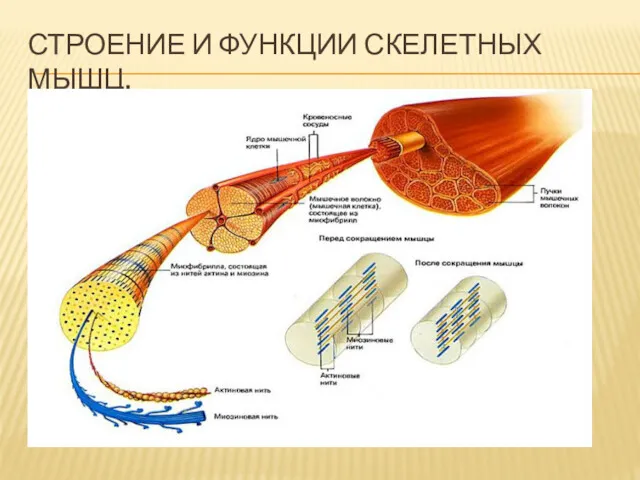 СТРОЕНИЕ И ФУНКЦИИ СКЕЛЕТНЫХ МЫШЦ.