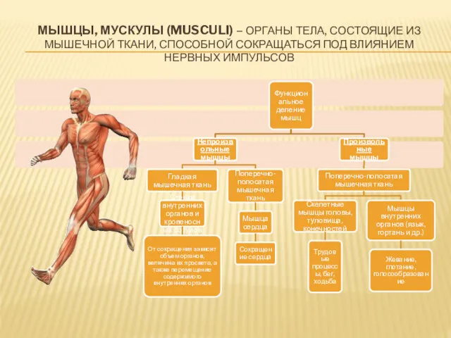 МЫШЦЫ, МУСКУЛЫ (MUSCULI) – ОРГАНЫ ТЕЛА, СОСТОЯЩИЕ ИЗ МЫШЕЧНОЙ ТКАНИ, СПОСОБНОЙ СОКРАЩАТЬСЯ ПОД ВЛИЯНИЕМ НЕРВНЫХ ИМПУЛЬСОВ