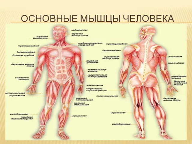 ОСНОВНЫЕ МЫШЦЫ ЧЕЛОВЕКА