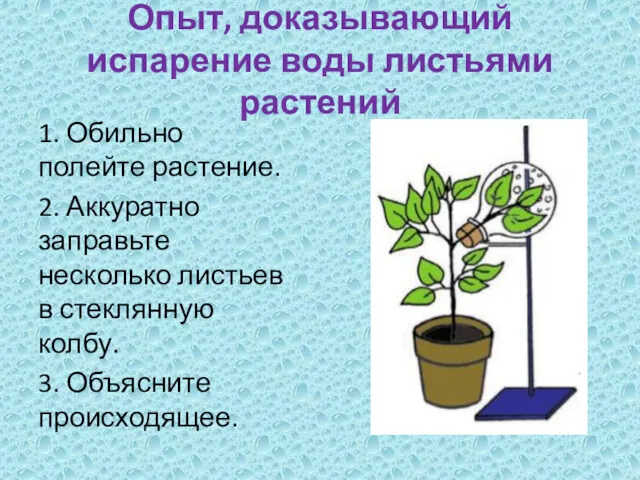 Опыт, доказывающий испарение воды листьями растений 1. Обильно полейте растение.