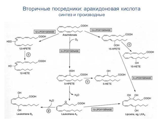 Вторичные посредники: арахидоновая кислота синтез и производные