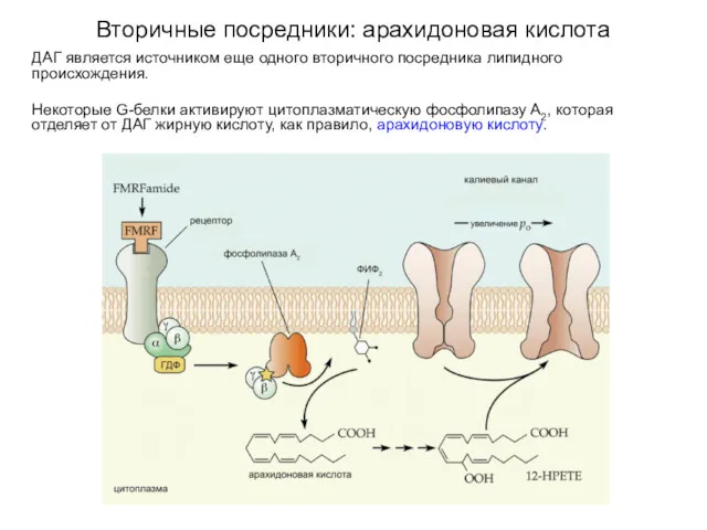 Вторичные посредники: арахидоновая кислота ДАГ является источником еще одного вторичного