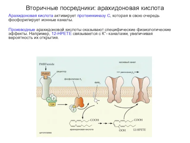 Вторичные посредники: арахидоновая кислота Арахидоновая кислота активирует протеинкиназу С, которая