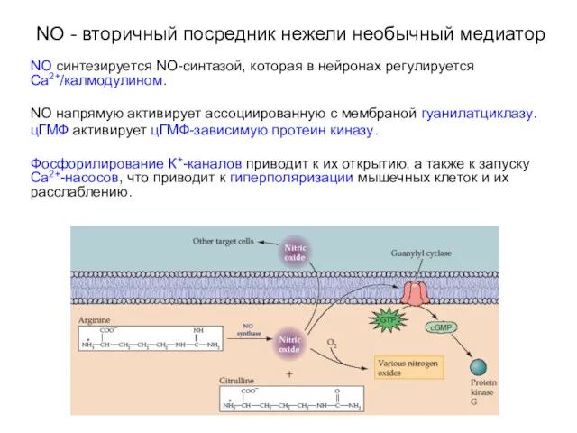 NO - вторичный посредник нежели необычный медиатор NO синтезируется NO-синтазой,