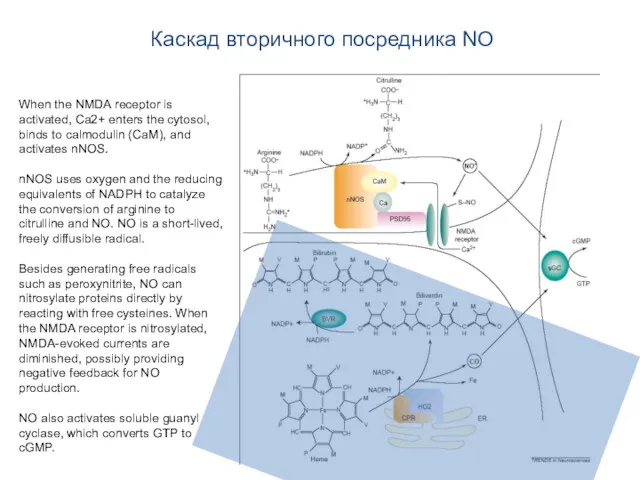 Каскад вторичного посредника NO When the NMDA receptor is activated,